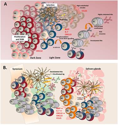 Tertiary Lymphoid Structures: Autoimmunity Goes Local